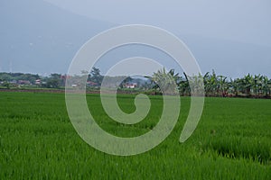 Rawa Pening Lake is now used as a tourist train destination route