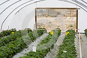 Raws of bell peppers plants, inside a green house