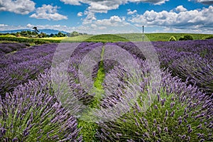 Raws of blooming lavender plants on a farm in a sunny summer day