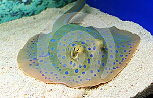 Ray in aquarium