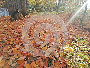 ray on autumn leaves
