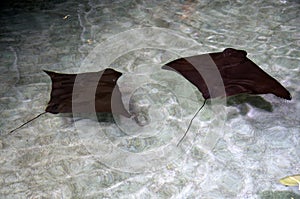 Ray fish in California Academy of Sciences