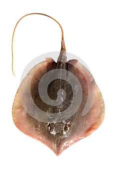 Ray, fish isolated on white background