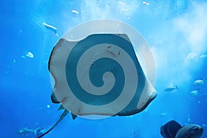 Ray or flatfish underwater