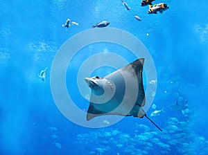 Ray or flatfish underwater