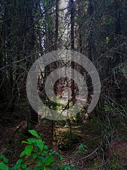 Ray of light through the dead fir branches in the forest, Parc National des Grands Jardins, Charlevoix, Quebec