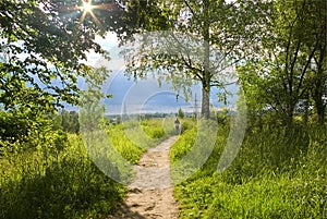 The ray of light makes the way through foliage