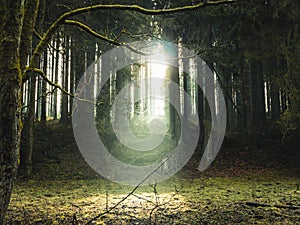 Ray of light shining through the trees