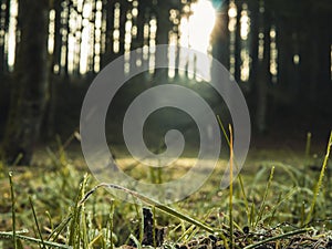 Ray of light shining through the trees