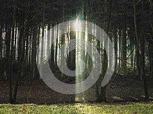 Ray of light shining through the trees