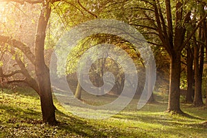 Ray of light through the trees in the misty morning