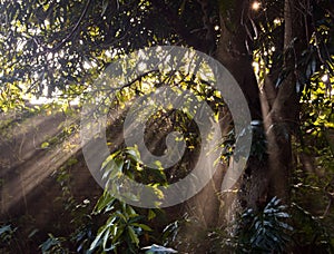 Ray of light in the trees, shining