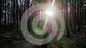 Ray of light wading through the green forest