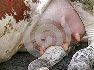 Ray of milk comes from the udder of a cow lying on the ground, teats rubbed with disinfection.