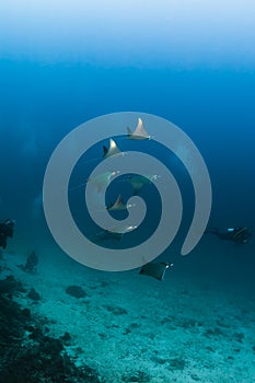 Ray mobula in maldives
