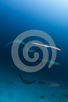 Ray mobula in maldives