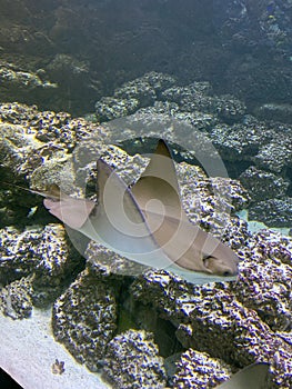 Ray in Omaha Aquarium