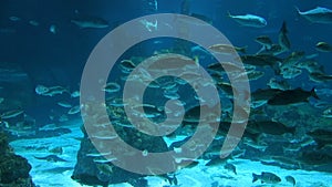 Ray, shark and everal other fishes in the aquarium of Barcelona, Spain