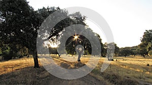 A ray of sun cross trees,rayo de sol cruzando arboles photo