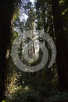 Ray of Sunlight in Giant Redwood Forest in Northern California