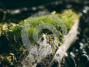 Ray of sunshine in a damp forest green moss covers