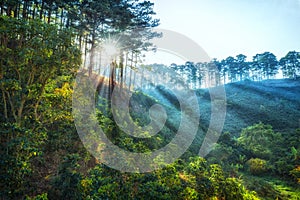 Ray of sunshine early in the pine forest Dalat