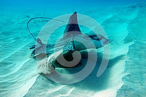 Ray swimming on the ocean floor