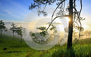 Ray, tree, fog and sunlight