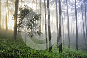 Ray, tree, fog and sunlight