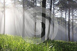 Ray, tree, fog and sunlight