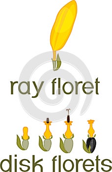 Ray zygomorphic and actinomorphic disk florets of inflorescence flower head or pseudanthium with titles photo