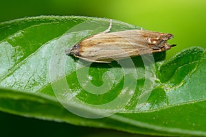 Rayed Leafroller Moth - Eucosma radiatana