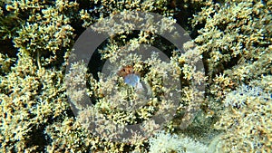 Rayed pearl oyster (Pinctada radiata) shell on sea bottom, Aegean Sea, Greece, Halkidiki photo