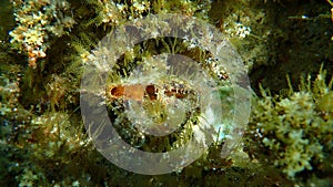 Rayed pearl oyster (Pinctada radiata) undersea, Aegean Sea, Greece, Halkidiki