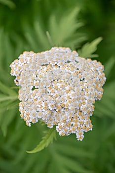 Rayed tansy, Tanacetum macrophyllum, close-up flowers