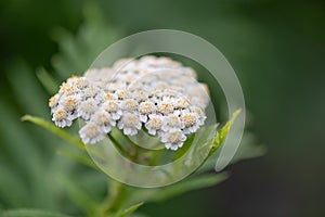 Rayed tansy, Tanacetum macrophyllum, close-up of flowers