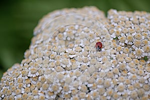 Rayed tansy, Tanacetum macrophyllum, flower with ladybird