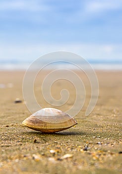 Rayed Trough Shelled Mollusc (Mactra stultorum)