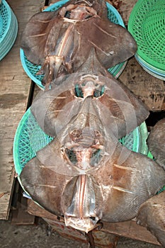 Rayfish at Jagalchi Fish Market, Busan, Korean Republic