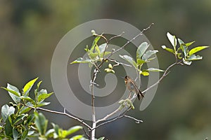 Rayo de sol acanelado Aglaeactis cupripennis photo