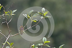 Rayo de sol acanelado Aglaeactis cupripennis photo