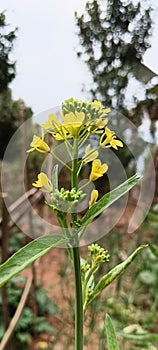 Rayo Mastered mustard oil flowers blooming photo