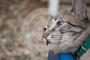 Rayo, the Model Cat photo