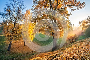 The rays of the autumn sun through golden trees in a ravine in Tsaritsyno