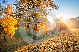 The rays of the autumn sun through the golden trees in Tsaritsyno