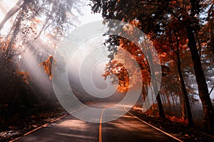 Rays falling through autumn forest and mist