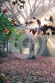 Rays of golden sunshine in ethereal woodland forest