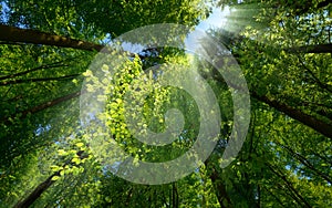 Rays of light beautifully enhancing a tree canopy photo