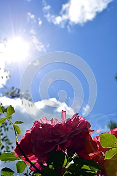 Rays of light fall on the rose flower. Blooming shrub against a background of blue sky and white clouds