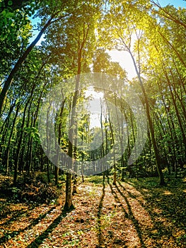 Rays of light falling through the green leaves emphasize the landscape of lush treetops in the forest. Shadows from tree trunks on